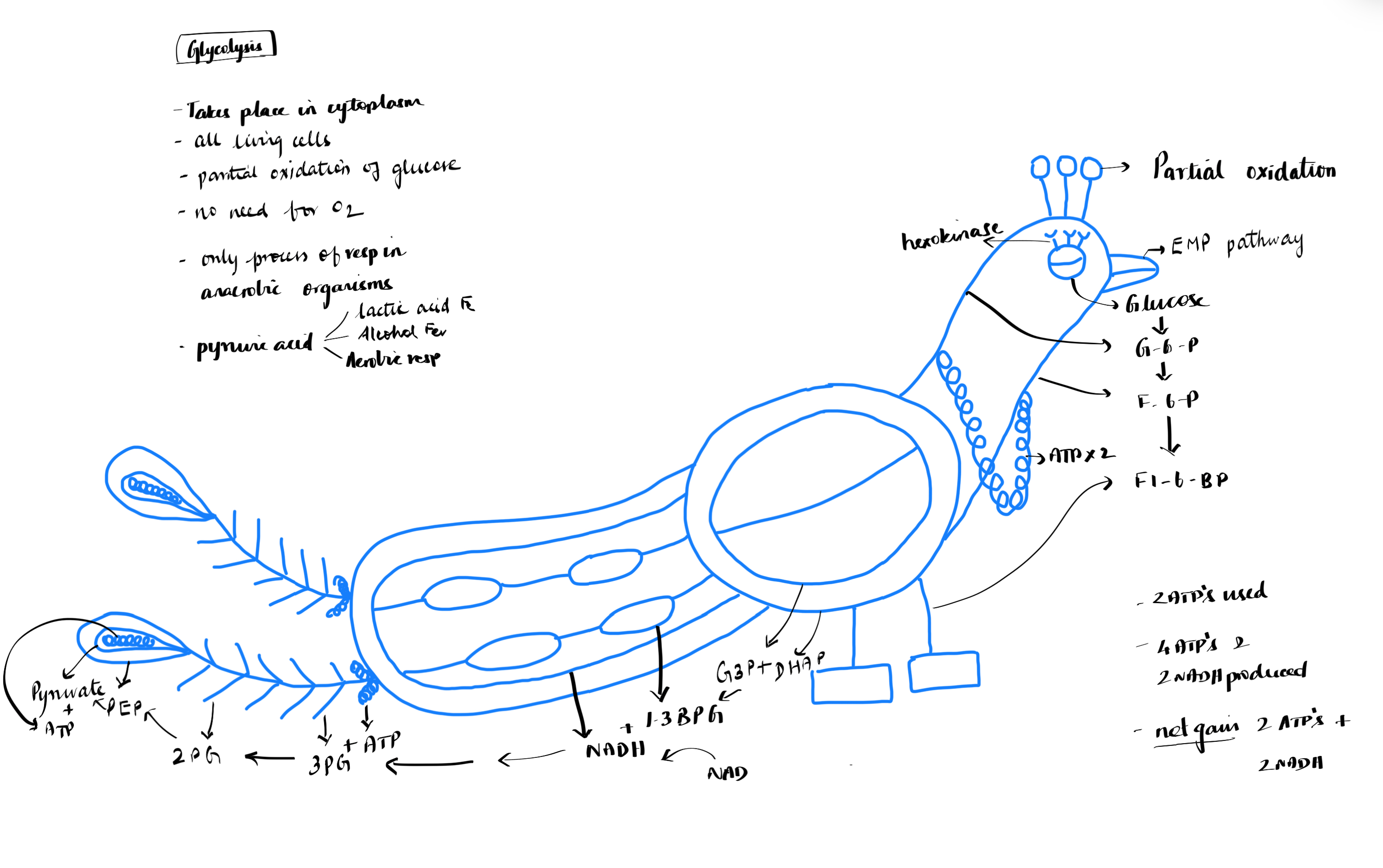 Glycolysis for NEET